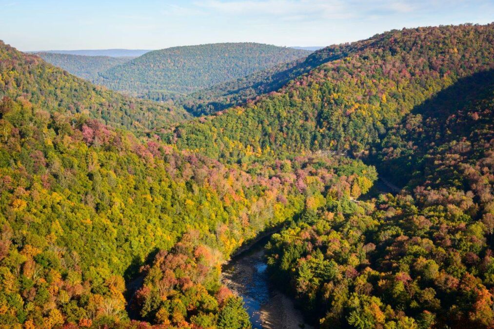 Loyalsock Creek running through the trees at Worlds End State Park