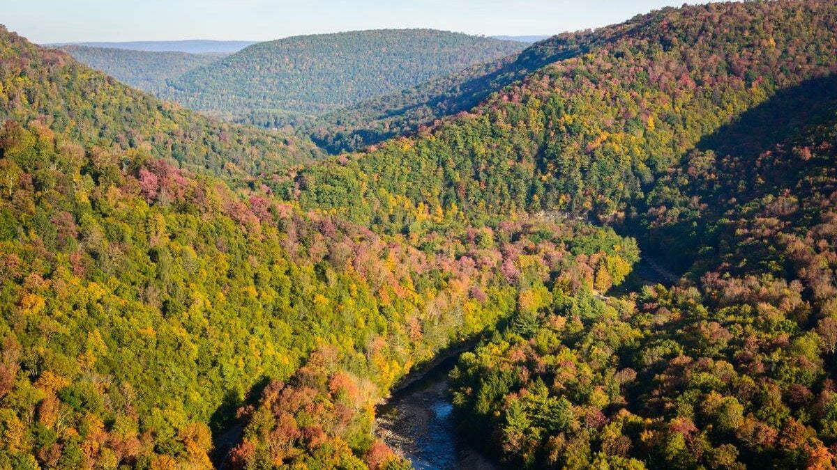 Loyalsock Creek running through the trees at Worlds End State Park