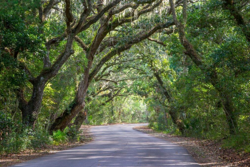 A tree-lined road in a State Park.