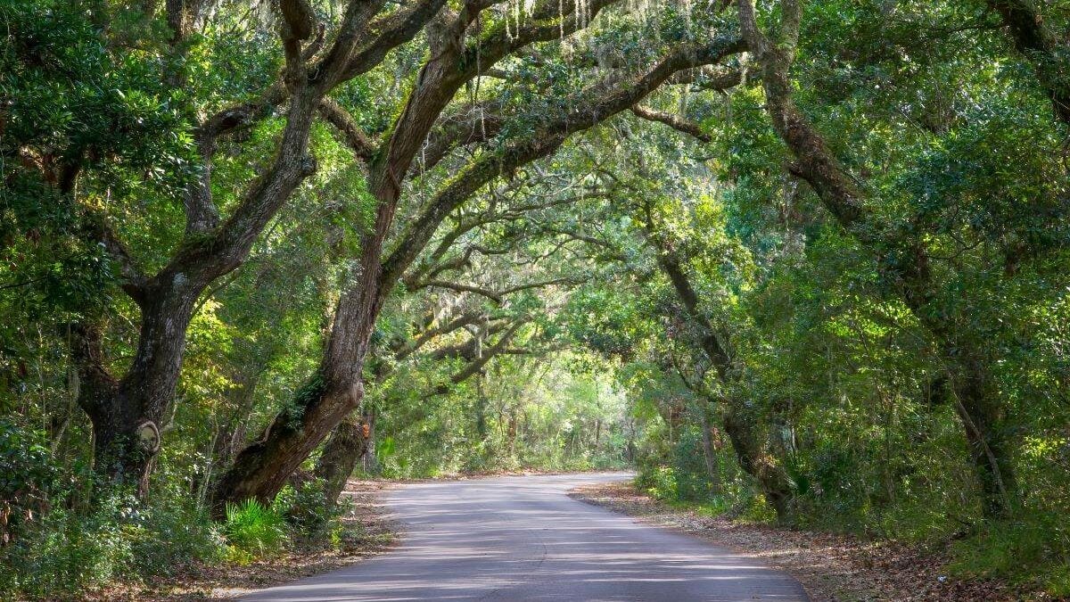 A tree-lined road in a State Park.
