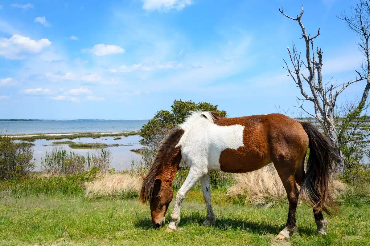 horse grazing at Assateague State Park