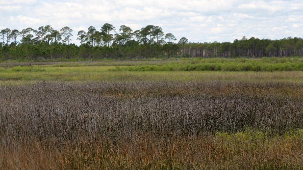 Saltwater marsh at Bald Point State Park Florida