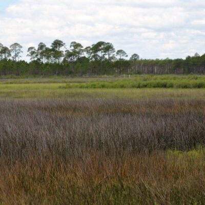 Bald Point State Park