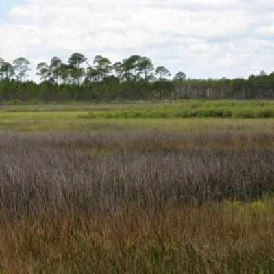 Bald Point State Park