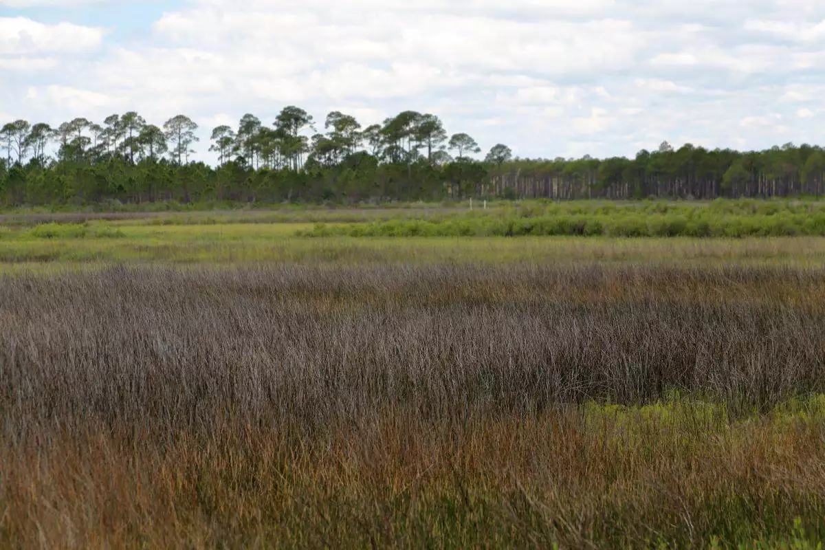 Saltwater marsh at Bald Point State Park Florida