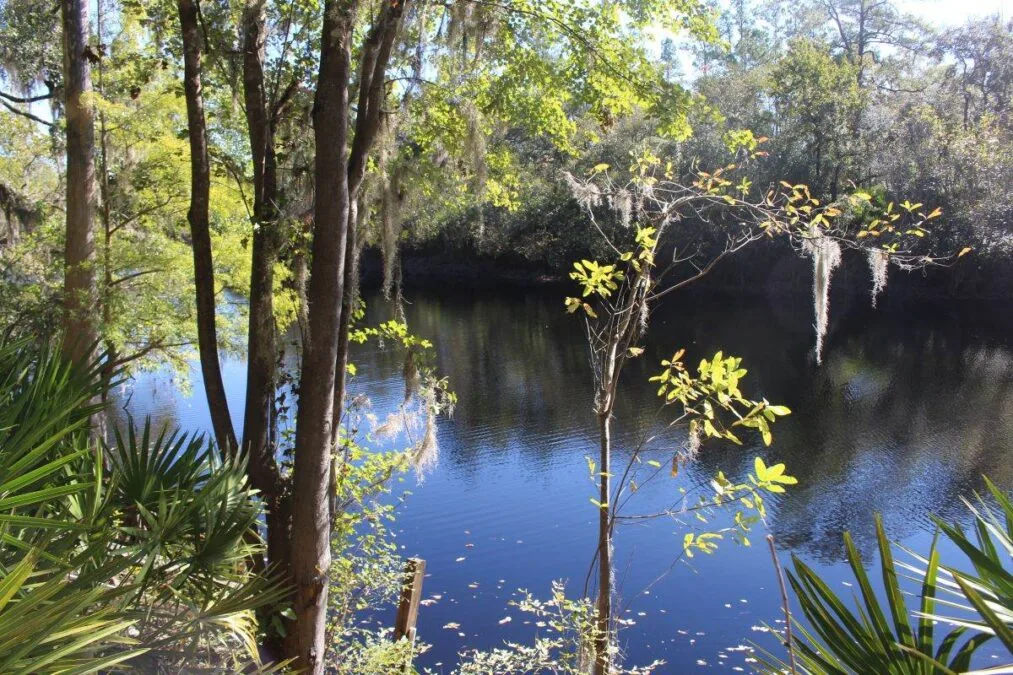 Suwannee River through the trees at Big Shoals State Park