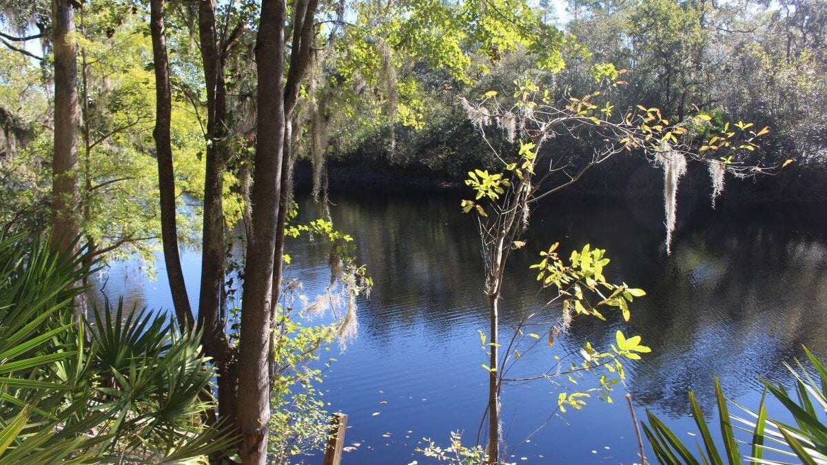 Suwannee River through the trees at Big Shoals State Park
