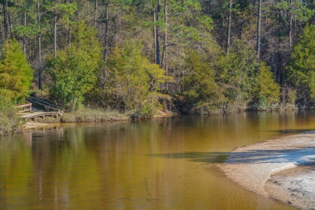 Blackwater River running through the forest of Milton at Blackwater River State Park