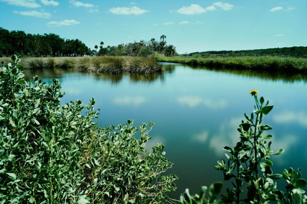 Bulow Creek through the shrubs at Bulow Creek State Park