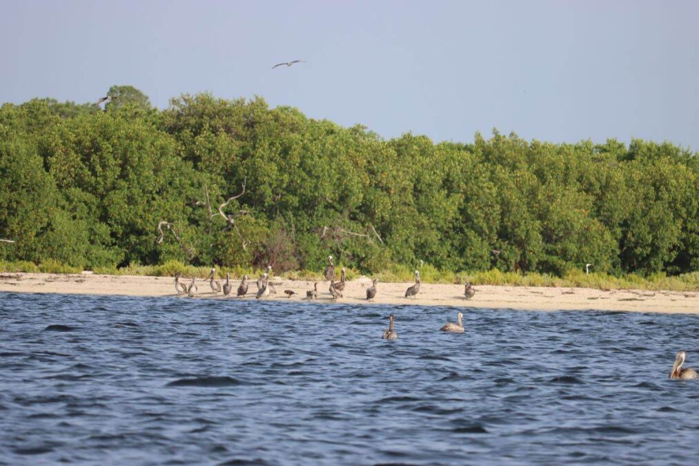 Florida’s Cayo Costa Pelicans at Cayo Costa State Park