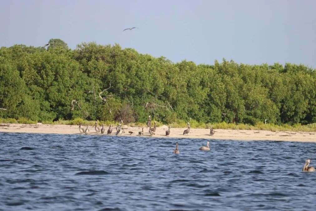 Florida’s Cayo Costa Pelicans at Cayo Costa State Park