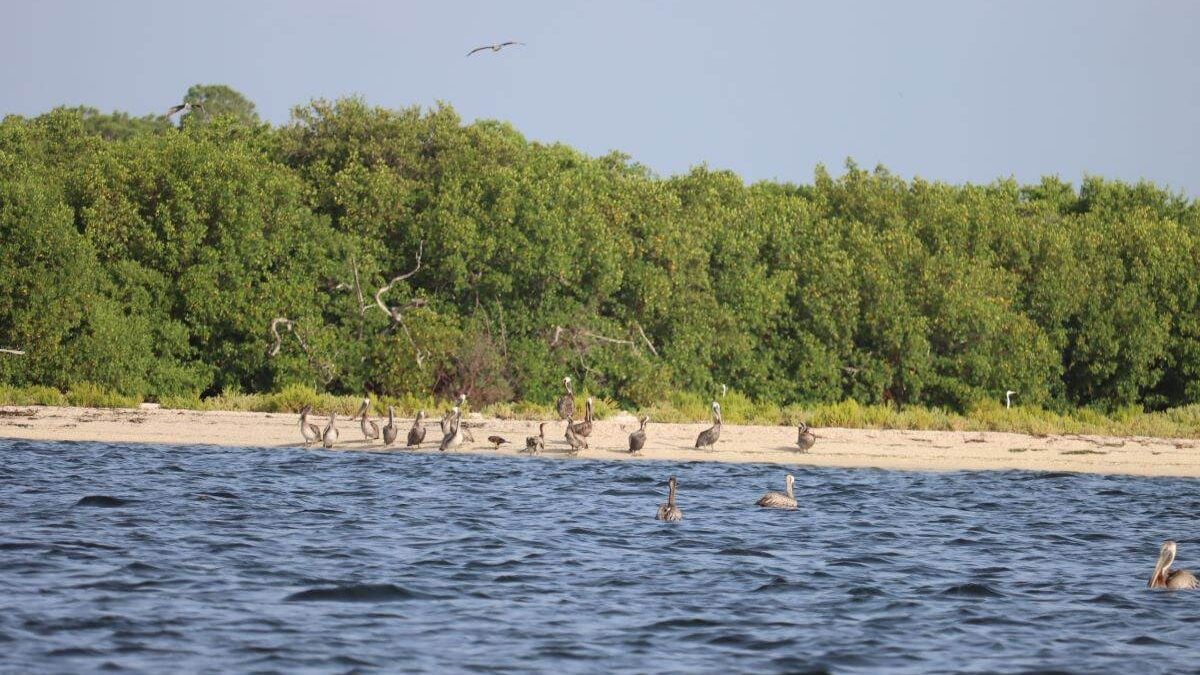 Florida’s Cayo Costa Pelicans at Cayo Costa State Park