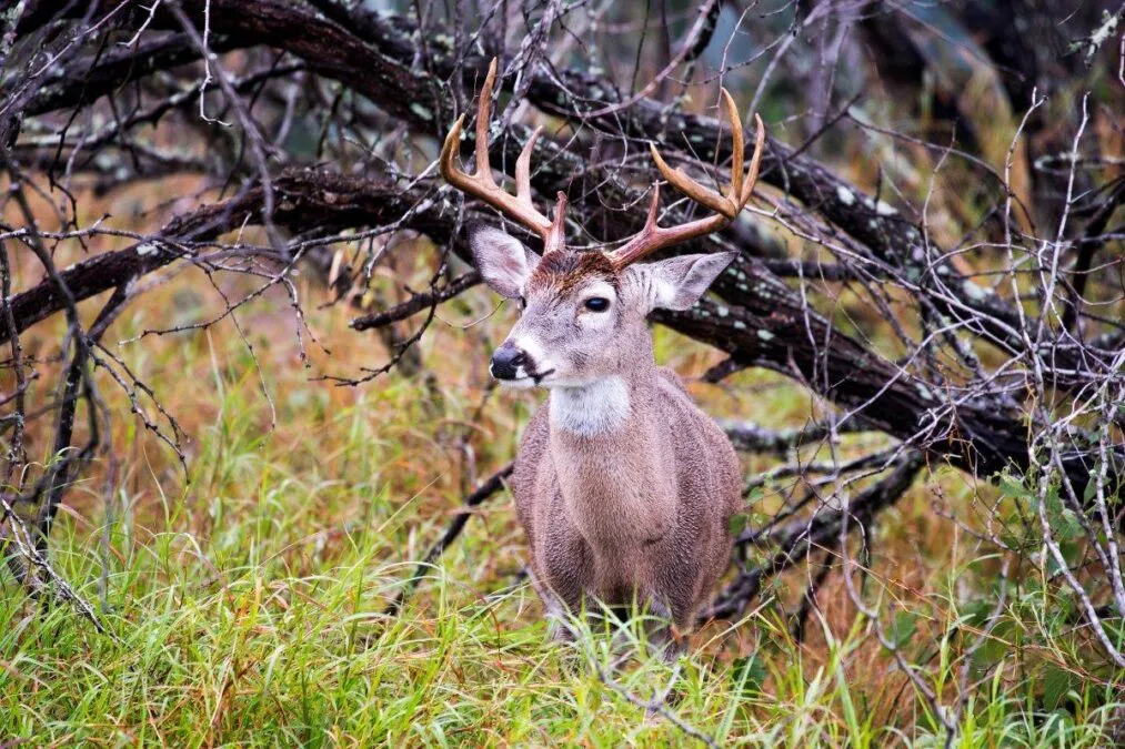 Mule Tail Stag at Choke Canyon State Park in Texas