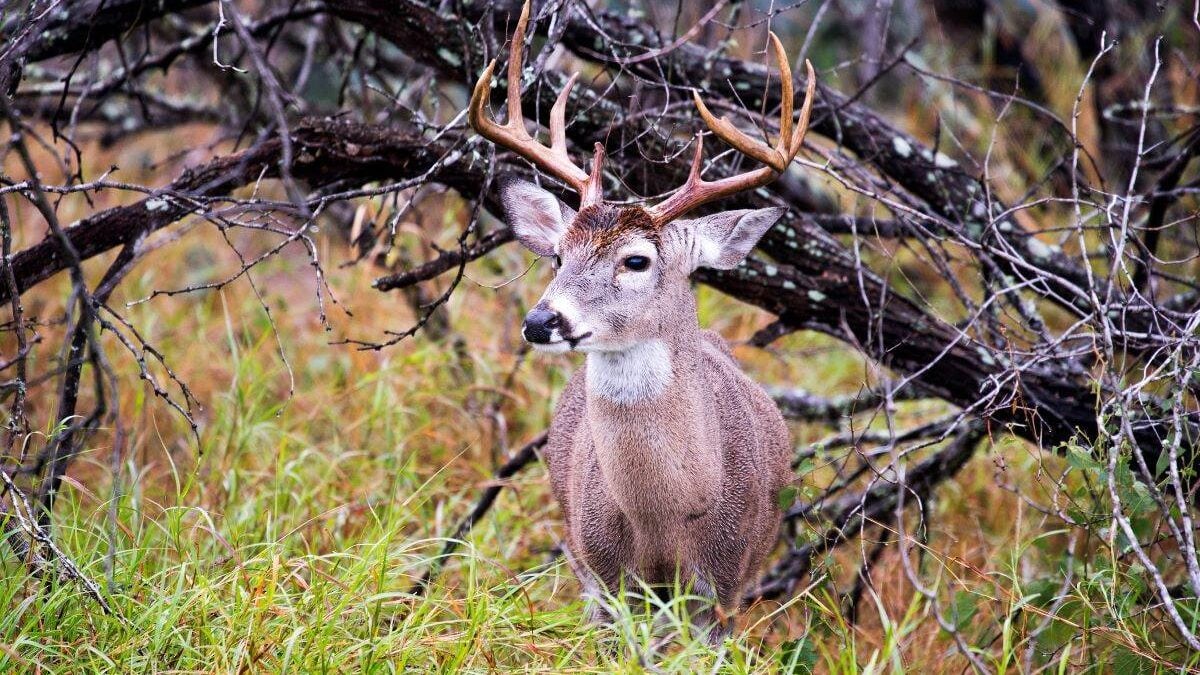 Mule Tail Stag at Choke Canyon State Park in Texas