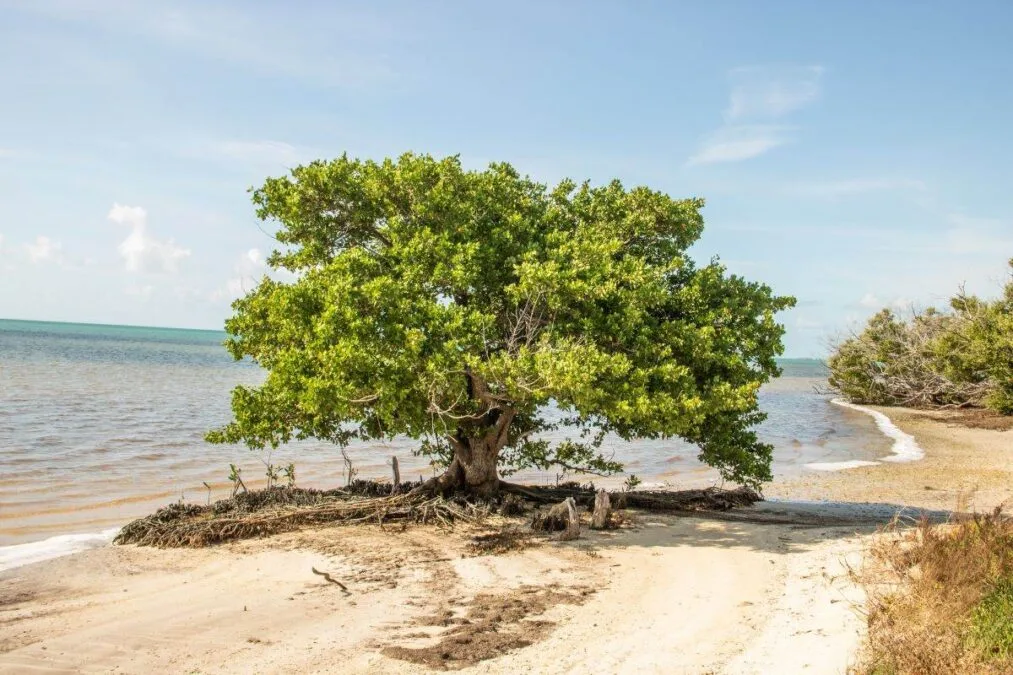 tree growing through the sand on the beach at Curry Hammock State Park
