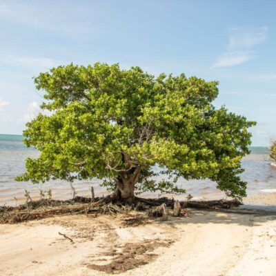 Curry Hammock State Park