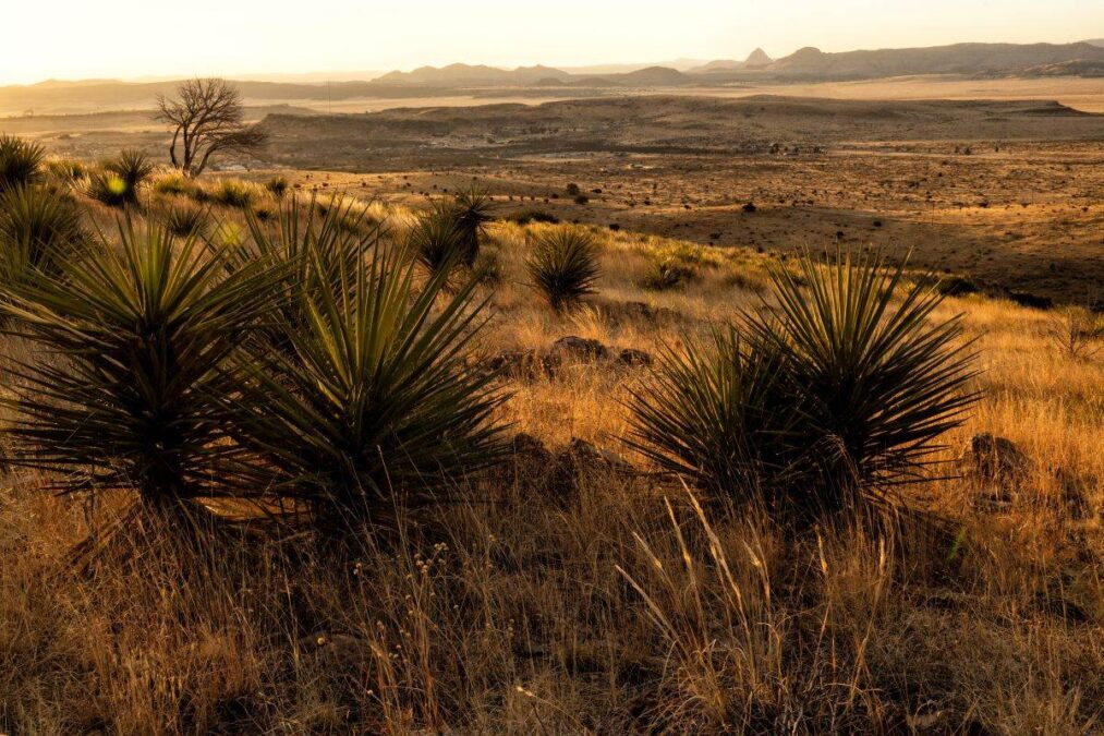 Buckley’s yucca and grass in a hilly desert terrain at Davis Mountain State Park