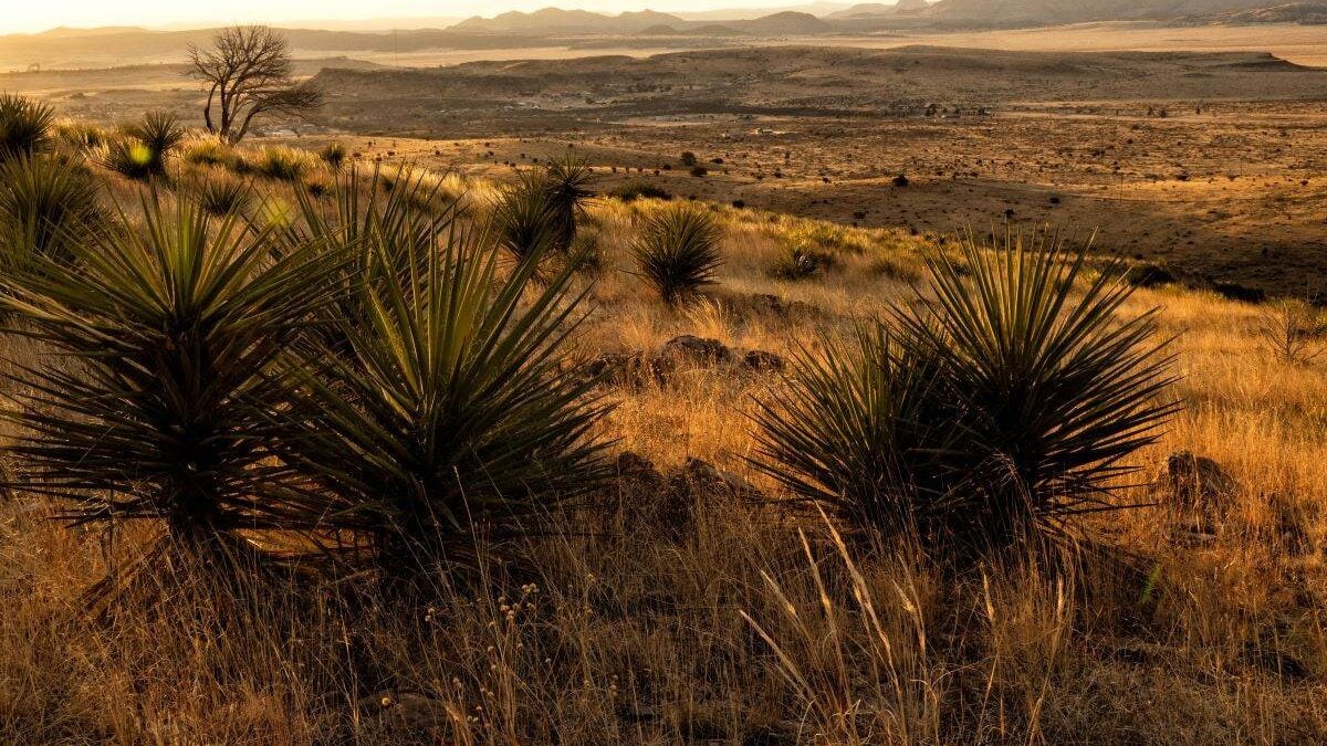 Buckley’s yucca and grass in a hilly desert terrain at Davis Mountain State Park