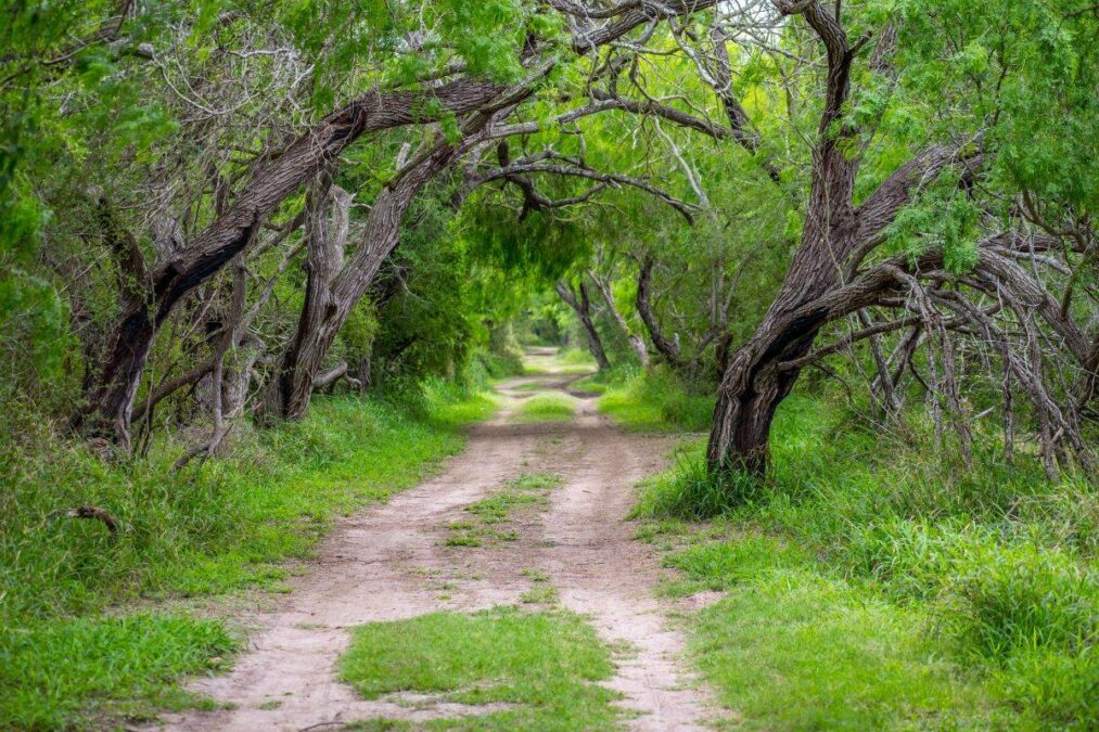 a dirt trail through the trees at Estero Llano Grande State Park