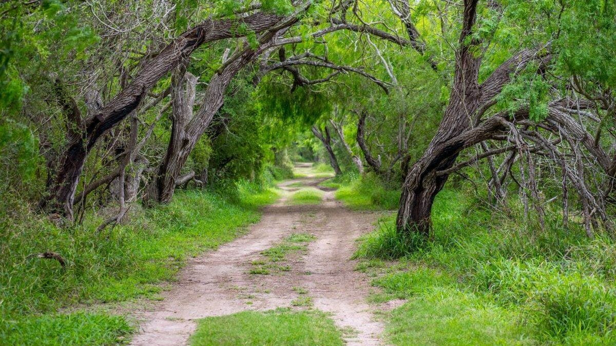 a dirt trail through the trees at Estero Llano Grande State Park