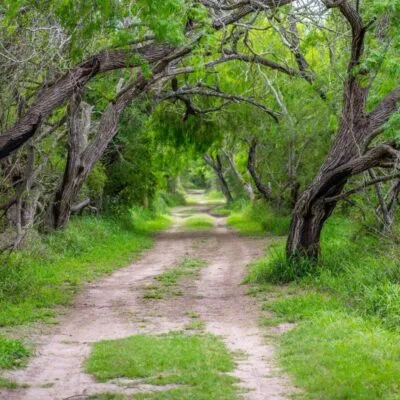 Estero Llano Grande State Park