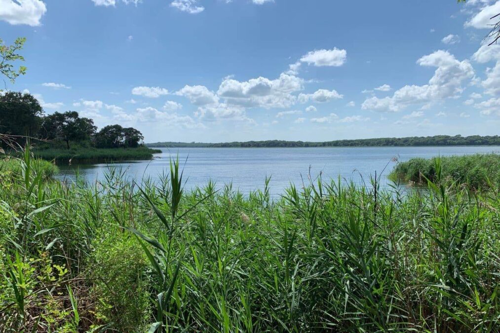 reeds on the edge of the lake at Fairfield Lake State Park