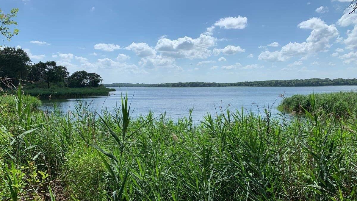 reeds on the edge of the lake at Fairfield Lake State Park