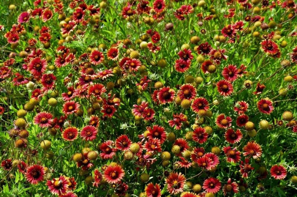 Field of Spring Flowers at Fort Richardson State Park in Panhandle Plains of Texas