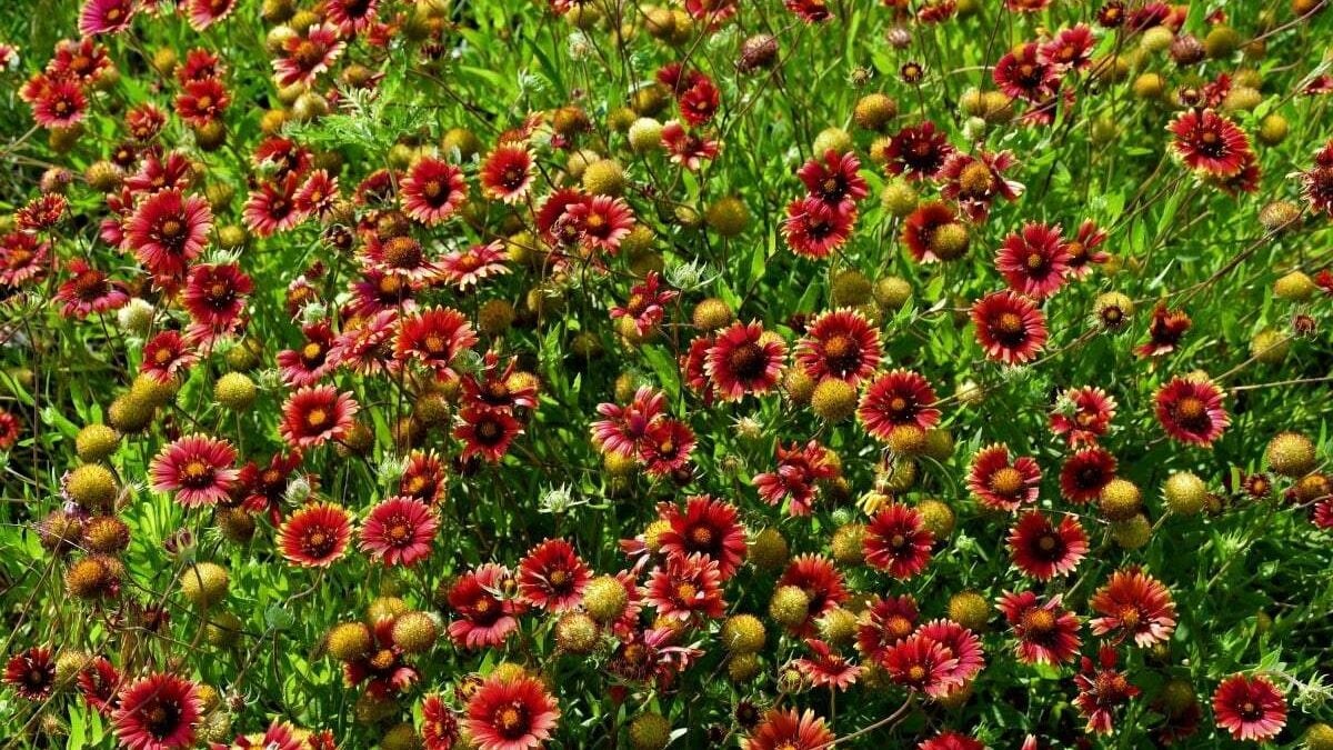 Field of Spring Flowers at Fort Richardson State Park in Panhandle Plains of Texas