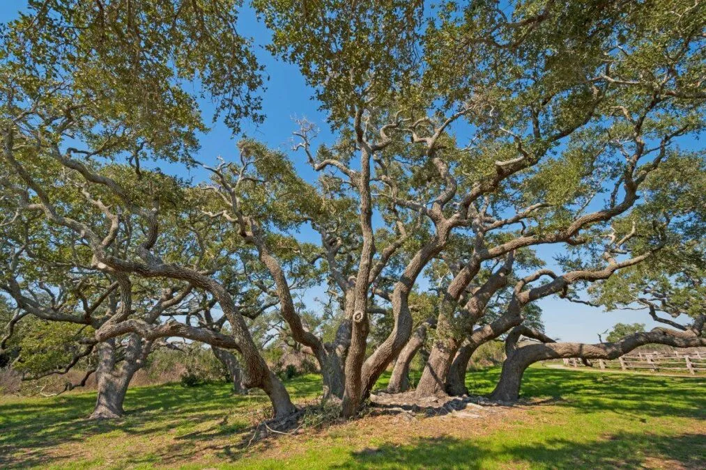 Large Live Oak Cluster on the Coast at Goose Island State Park