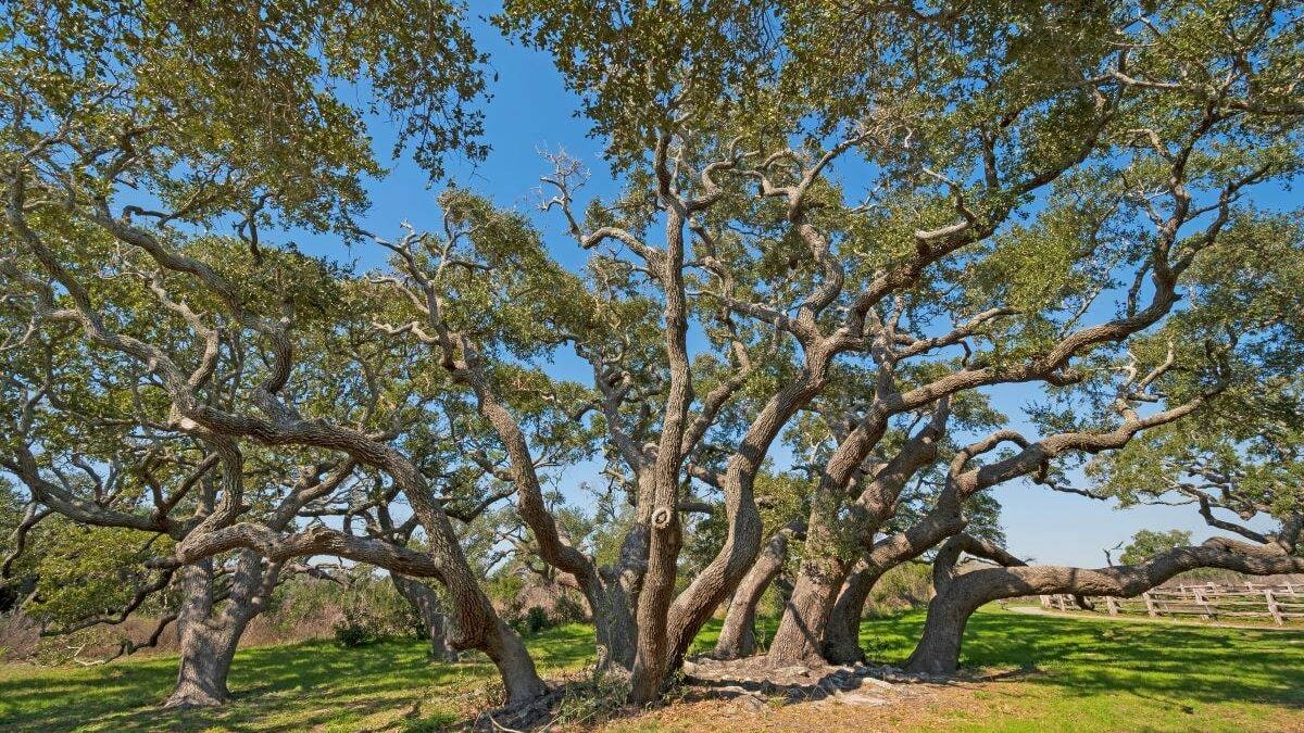 Large Live Oak Cluster on the Coast at Goose Island State Park