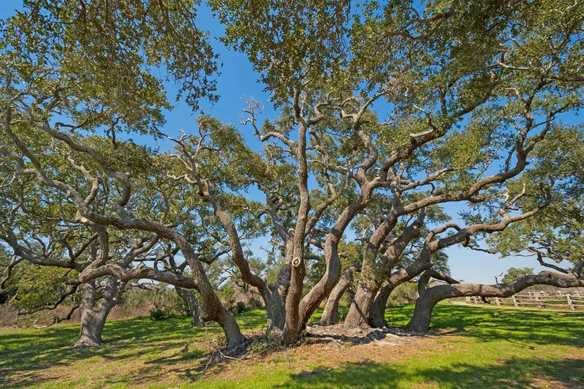 Goose Island State Park