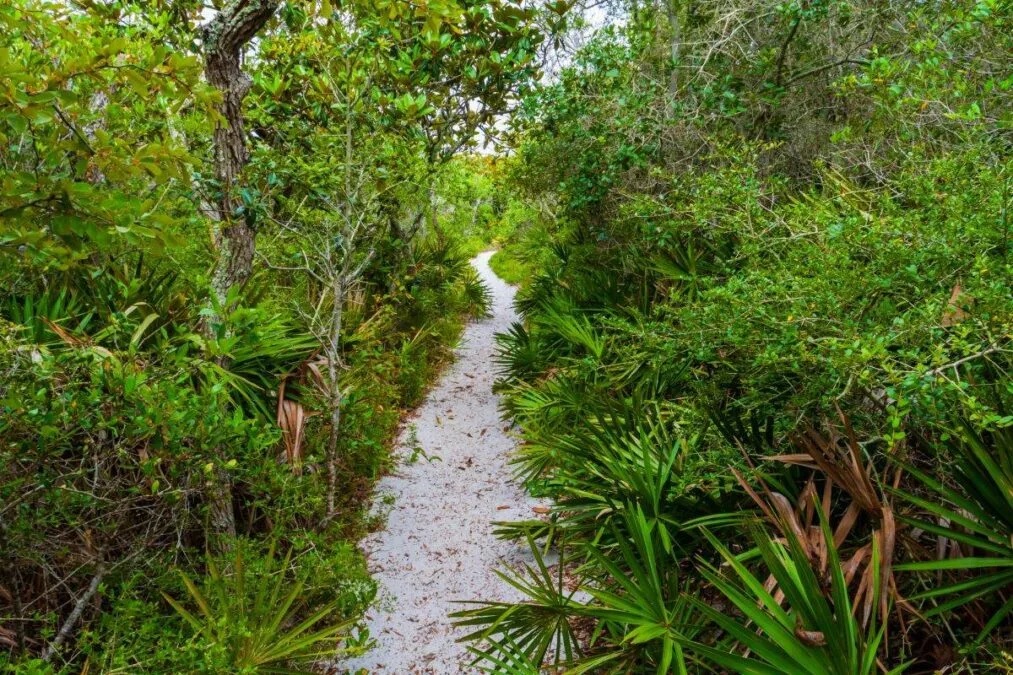 Hiking Trail Through Scrub Oak Hammoch at Grayton Beach State Park