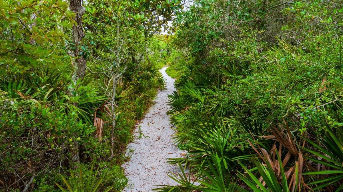 Hiking Trail Through Scrub Oak Hammoch at Grayton Beach State Park
