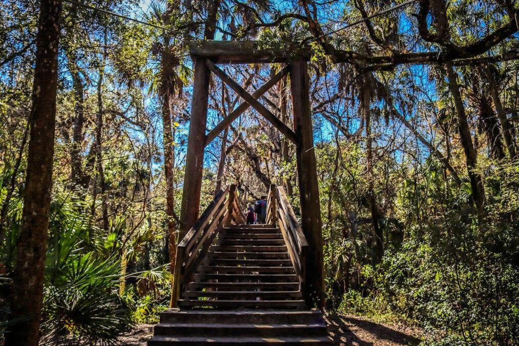 wooden stairs on a hiking trail at Hillsborough River State Park