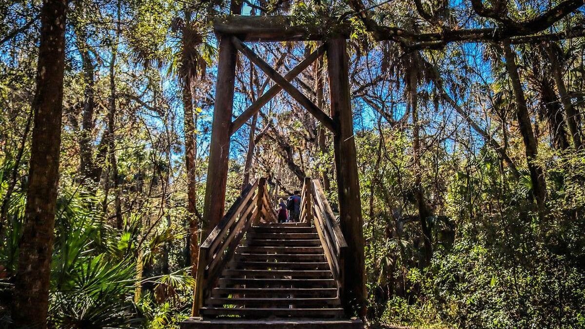 wooden stairs on a hiking trail at Hillsborough River State Park