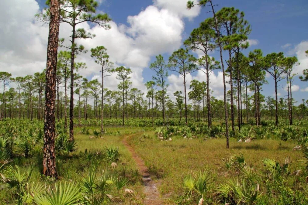 a dirt trail through the trees at Jonathan Dickinson State Park