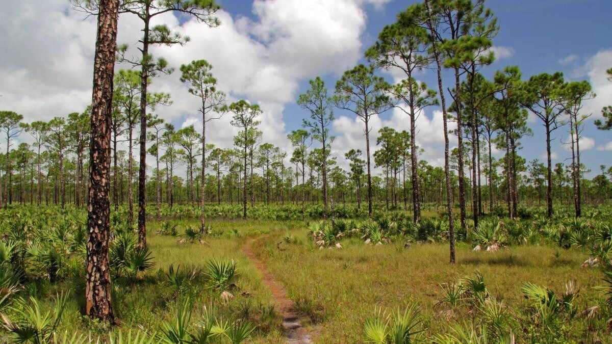 a dirt trail through the trees at Jonathan Dickinson State Park