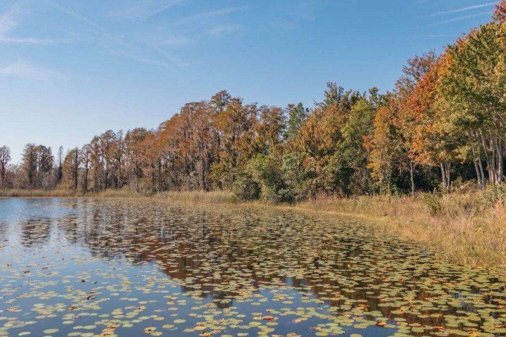 A view of Hammond Lake at Lake Louisa State Park, Florida