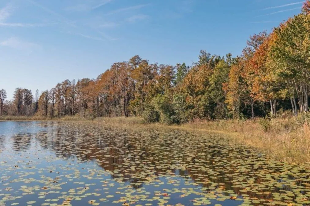 A view of Hammond Lake at Lake Louisa State Park, Florida