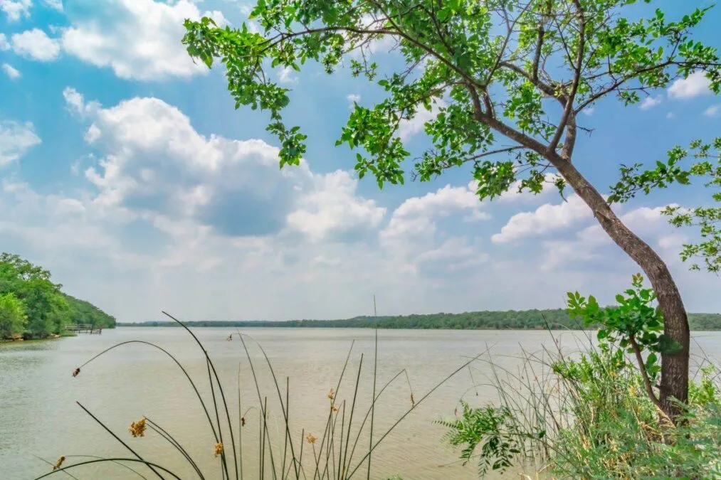 Lake Mineral Wells behind a tree on a sunny day at Lake Mineral Wells State Park