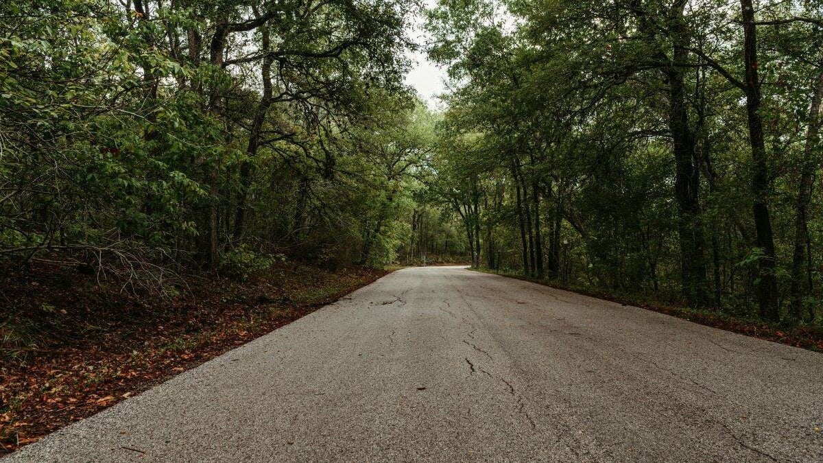 Road through the trees at Lockhart State Park
