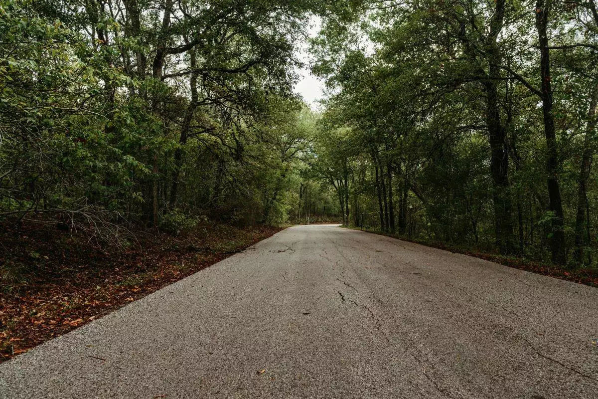 Road through the trees at Lockhart State Park