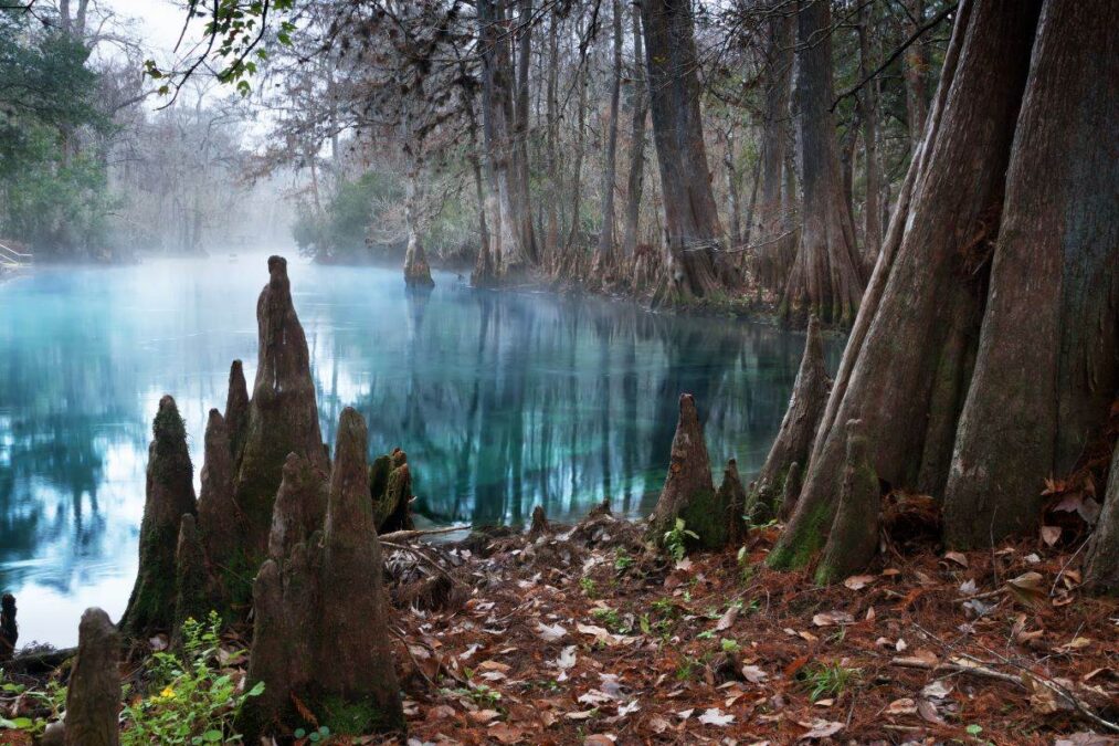 The roots of bald cypress trees and clear water in the Manatee Springs State Park, Florida, USA