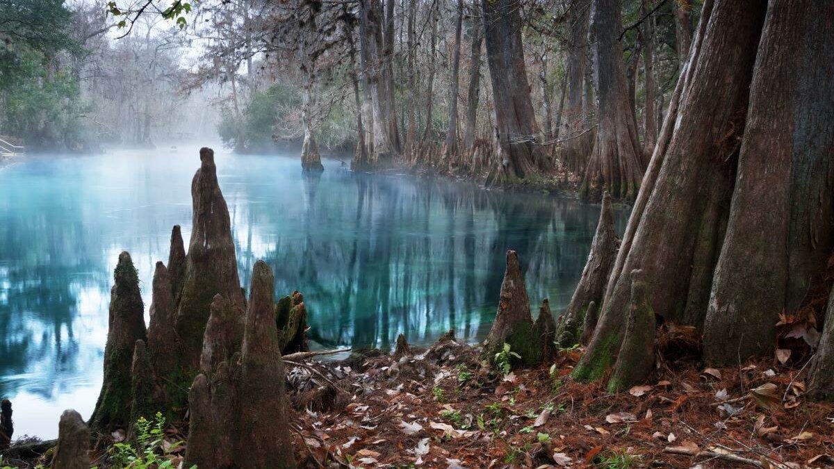 The roots of bald cypress trees and clear water in the Manatee Springs State Park, Florida, USA