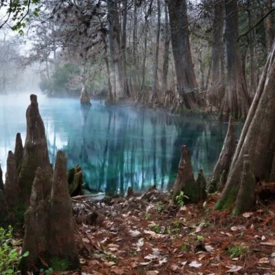 Manatee Springs State Park