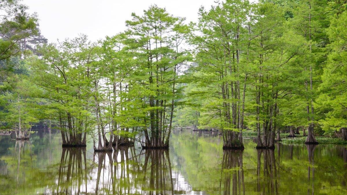 trees growing out of the water at Martin Dies Jr. State Park
