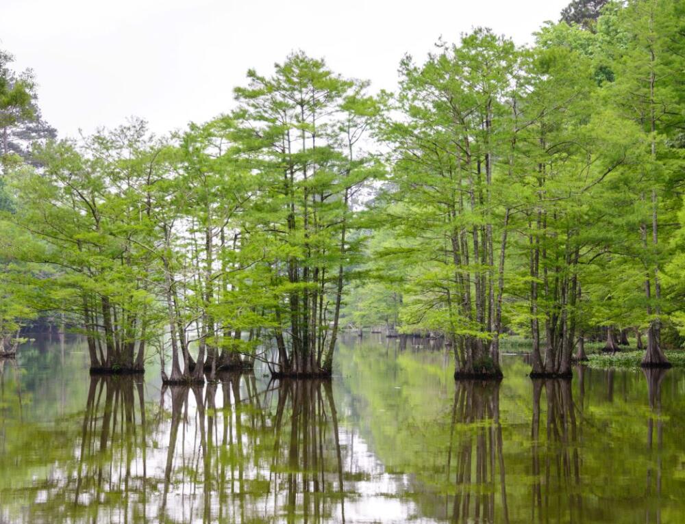Avalon State Park In North Hutchinson Island, FL America's State Parks