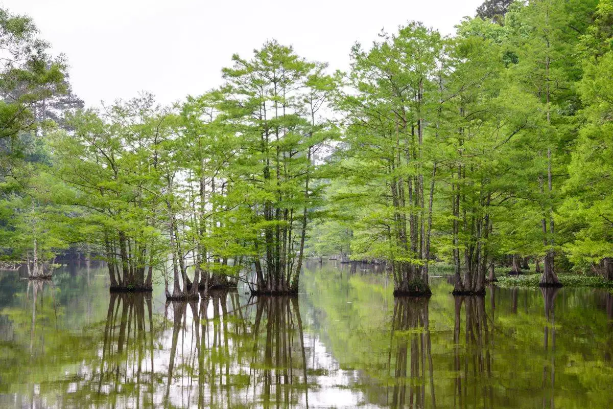 trees growing out of the water at Martin Dies Jr. State Park