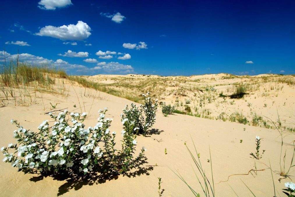flowers growing in the sand at Monahans Sandhills State Park